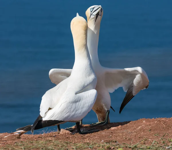 Un par de alcatraces del norte en una colonia reproductora en Helgoland islan —  Fotos de Stock