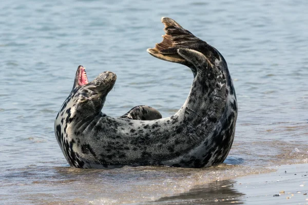 Phoque gris à bouche ouverte sur la plage de l'île allemande Helgolan — Photo