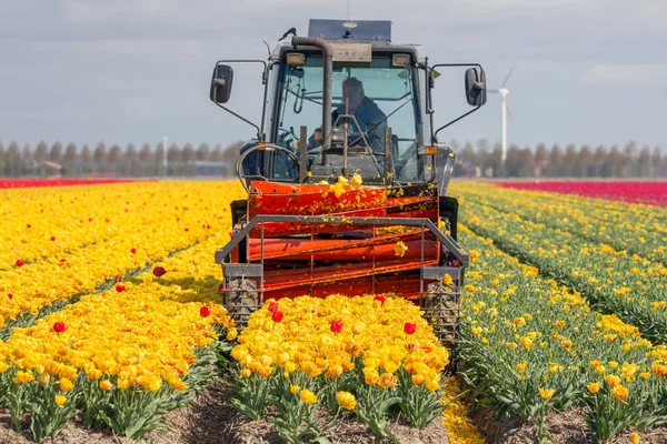Bonde på traktor skära huvuden av tulpan blommor — Stockfoto