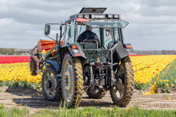 Bonde på traktor skära huvuden av tulpan blommor — Stockfoto