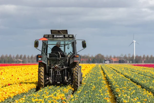 Bonde på traktor skära huvuden av tulpan blommor — Stockfoto