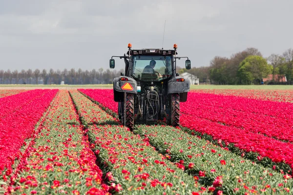 Rolnik w ciągnik jest cięcie szefów kwiatów tulipanów — Zdjęcie stockowe
