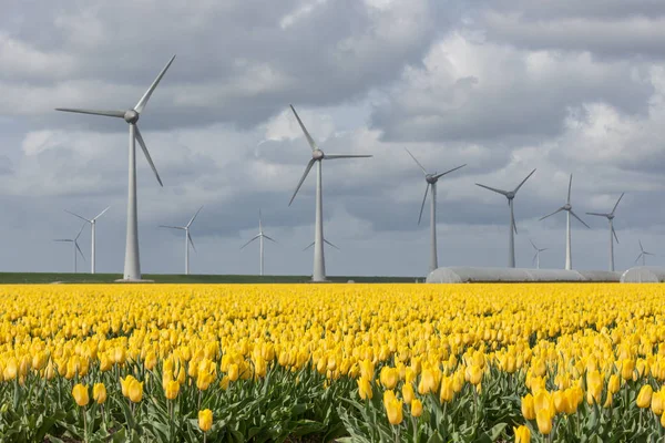 Terras agrícolas holandesas com turbinas eólicas e campo de tulipas amarelas — Fotografia de Stock