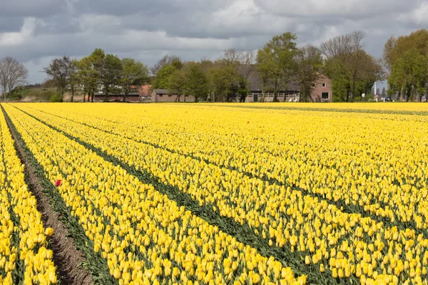 Dutch rural landscape with farmhouse and yellow tulip field — Stock Photo, Image