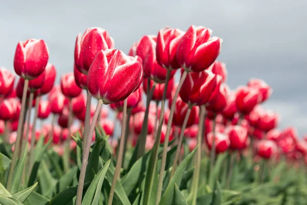 Detail z červené tulipány fotografoval s Selektivní ostření — Stock fotografie