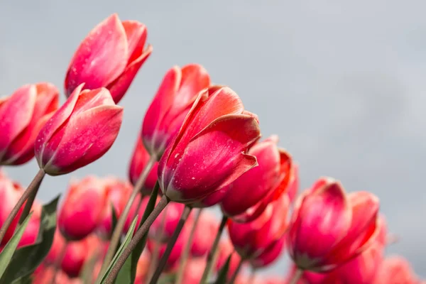 Primer plano de tulipanes rojos fotografiados con enfoque selectivo —  Fotos de Stock