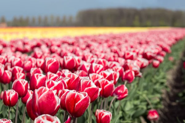 Holländska jordbruksmark med färgsprakande tulpanfälten — Stockfoto
