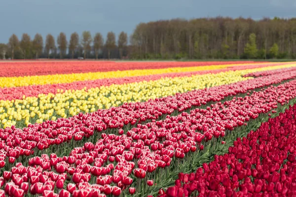 Teren agricol olandez cu câmpuri de lalele colorate — Fotografie, imagine de stoc