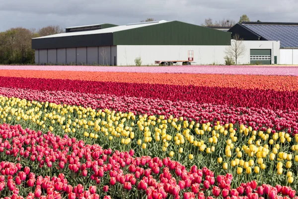 Terras agrícolas holandesas com celeiro e campo de tulipas colorido — Fotografia de Stock