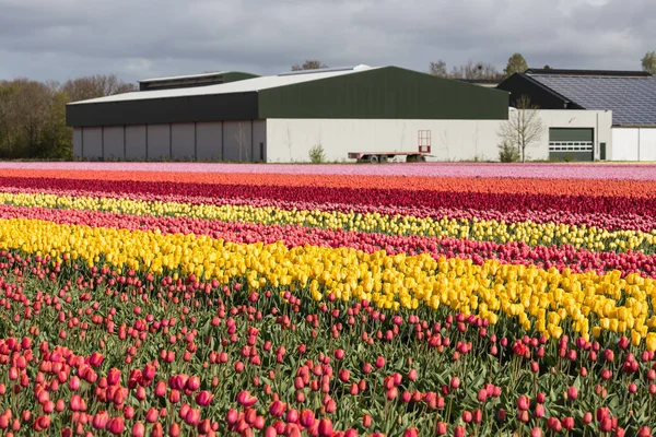 Terras agrícolas holandesas com celeiro e campo de tulipas colorido — Fotografia de Stock