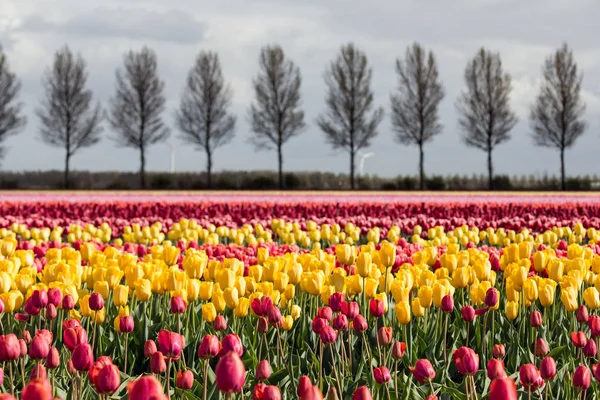 Dutch farmland with country road and colorful tulip field — Stock Photo, Image