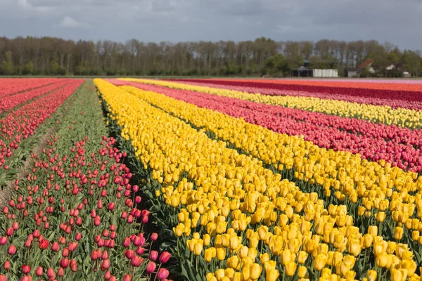 Terras agrícolas holandesas com campos de tulipas coloridos — Fotografia de Stock