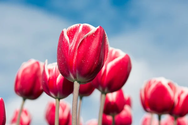 Primer plano de tulipanes rojos fotografiados con enfoque selectivo —  Fotos de Stock