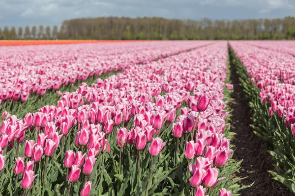 Holandská zemědělská půda s barevná Tulipánová pole fotografoval s sel — Stock fotografie