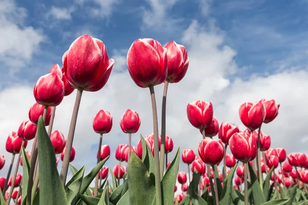 Detail z červené tulipány fotografoval s Selektivní ostření — Stock fotografie