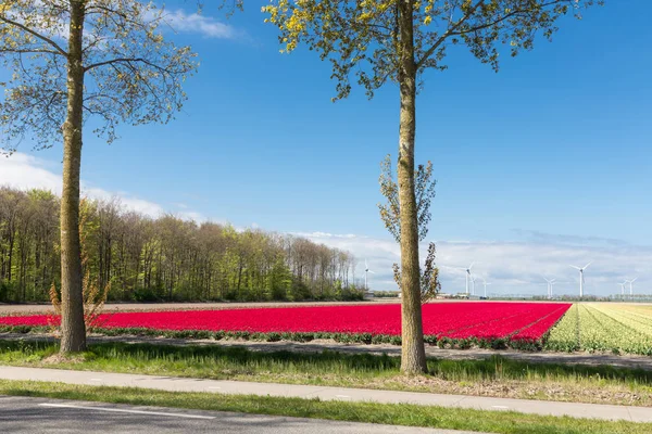 Estrada rural holandesa com campos de tulipas coloridos e turbinas eólicas — Fotografia de Stock
