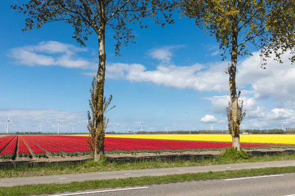 Drogi holenderski kraj z kolorowe pola tulipanów i turbin wiatrowych — Zdjęcie stockowe
