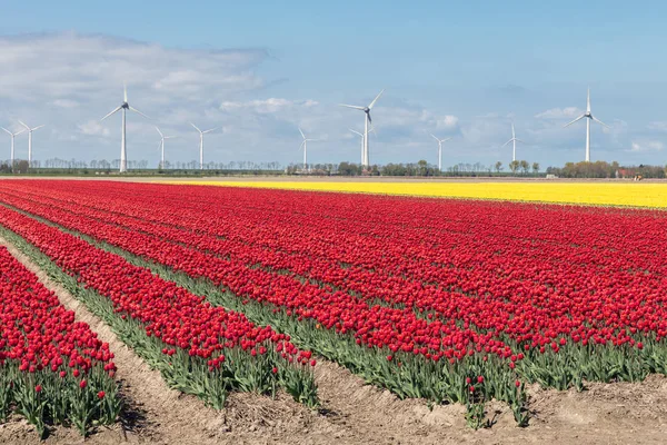 Campagna olandese con campi di tulipani colorati e turbine eoliche — Foto Stock