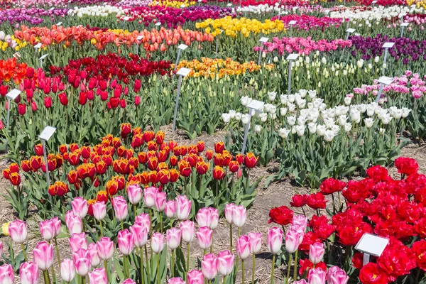 Jardin d'exposition hollandais avec plusieurs types de tulipes colorées . — Photo
