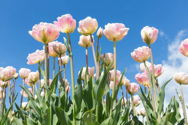 Campo de belas tulipas holandesas com um céu azul claro — Fotografia de Stock