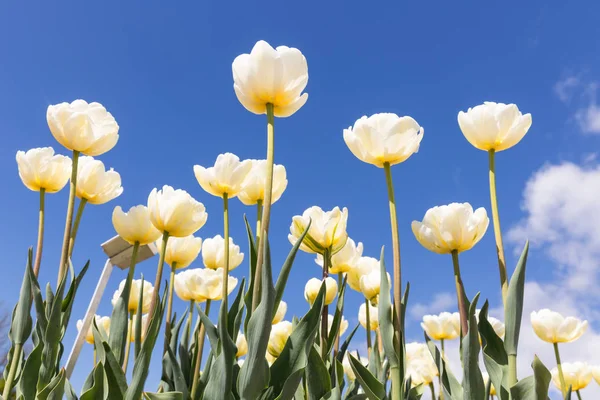 Witte tulpen met geel hart in stringtime — Stockfoto