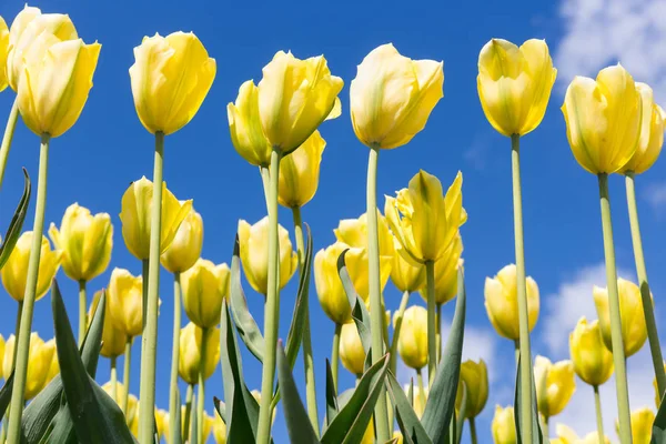 Hermoso tulipán amarillo florece contra un cielo azul — Foto de Stock