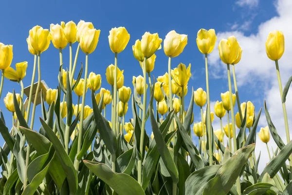 Žluté tulipány na pozadí modré oblohy. — Stock fotografie
