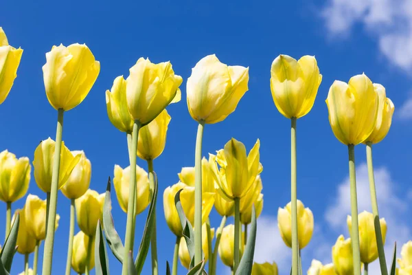 Žluté tulipány na pozadí modré oblohy. Roční období jaro — Stock fotografie