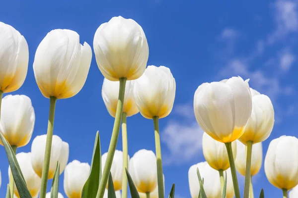 Bílé tulipány yellow srdcem v stringtime — Stock fotografie