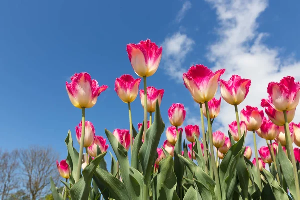Bílé a červené tulipány s modrou oblohou — Stock fotografie