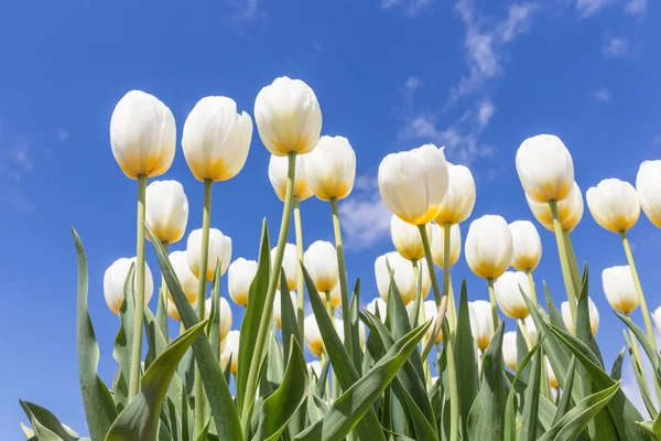 Bílé tulipány yellow srdcem v stringtime — Stock fotografie