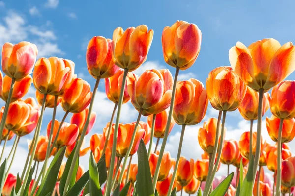 Vista inferior transparente tulipanes anaranjados y amarillos con cielo azul b — Foto de Stock