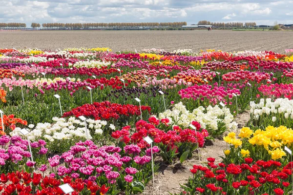 Jardim de show holandês com vários tipos de tulipas coloridas . — Fotografia de Stock