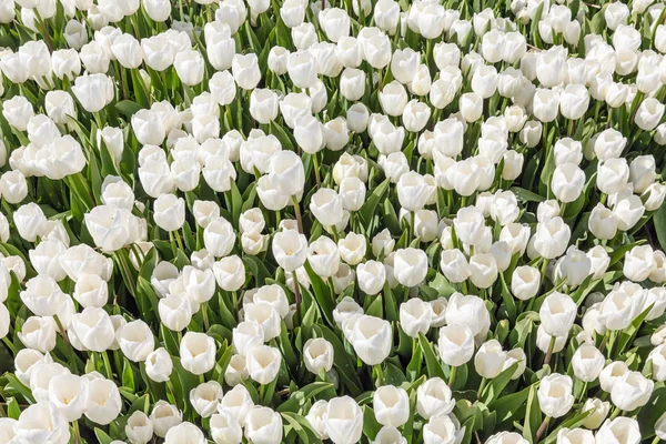 Vue du dessus du beau champ tulipes blanches — Photo