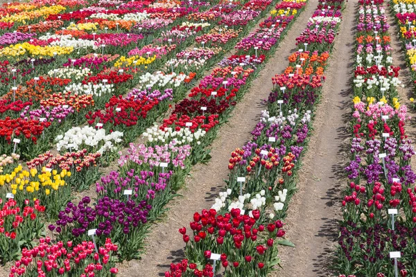 Голландский шоу-сад с разноцветными тюльпанами . — стоковое фото