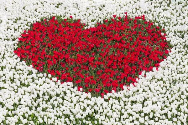 Field of white tulips with heart of red tulips — Stock Photo, Image