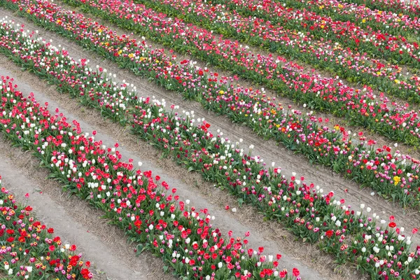 Jardin d'exposition néerlandais avec des lignes de tulipes de couleur variée — Photo