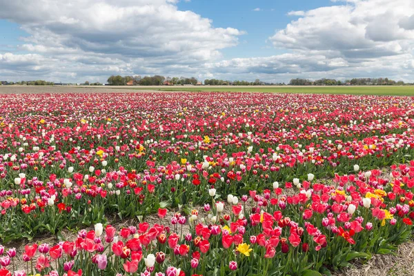 Paisaje holandés con jardín de tulipanes —  Fotos de Stock