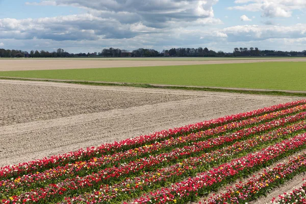 Holenderski pejzaż z tulipanów Pokaż ogród — Zdjęcie stockowe