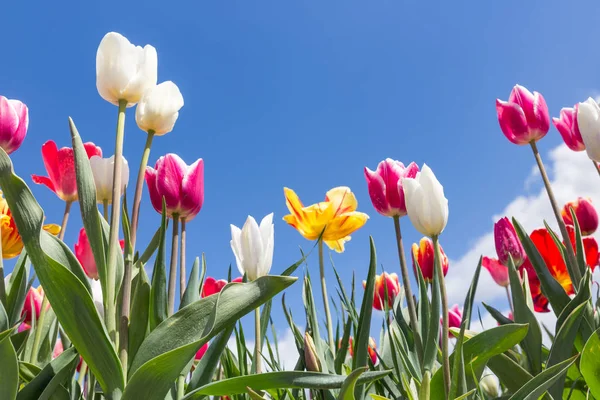 Holandská pole s Pestrobarevné tulipány na modré obloze — Stock fotografie