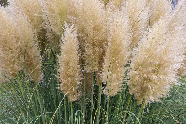 Jardín con arbusto de hierba pampa floreciente — Foto de Stock