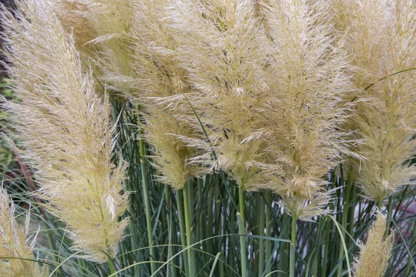 Giardino con cespuglio di erba fiorita pampas — Foto Stock