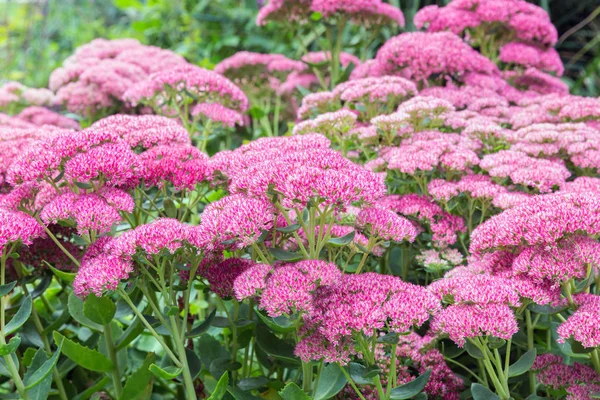 Pink ornamental autumn garden plants, Autumn Stonecrop — Stock Photo, Image