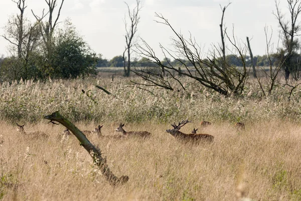 Parque Nacional Oostvaardersplassen com veados na época de acasalamento — Fotografia de Stock