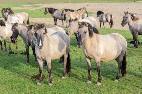 Parque Nacional Holandés Oostvaardersplassen con manada de caballos konik —  Fotos de Stock