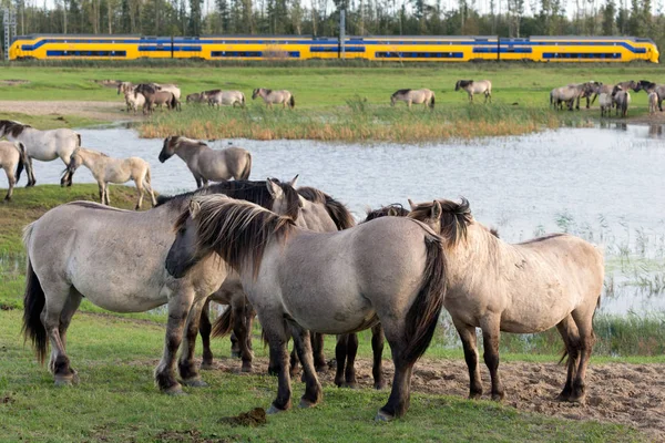 Ολλανδικό εθνικό πάρκο Oostvaardersplassen με την αγέλη των αλόγων konik — Φωτογραφία Αρχείου