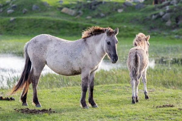 コニク馬と子馬を持つオランダ国立公園 Oostvaardersplassen — ストック写真