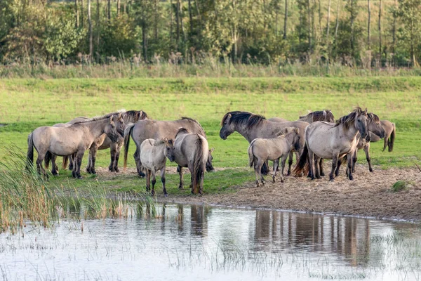 Dutch National Park Oostvaardersplassen with herd of konik horses — Stock Photo, Image