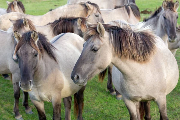 Holländska nationalparken Oostvaardersplassen med flock konik hästar — Stockfoto