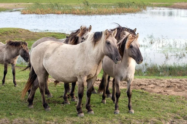 Parque Nacional Holandés Oostvaardersplassen con caballos konik —  Fotos de Stock